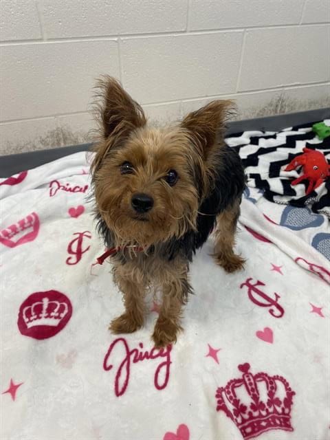 Photo of Mary Puppins, adoptable Yorkshire Terrier Yorkie in Fort Wayne, Indiana