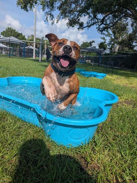 Photo of Pride, adoptable dog in Palmetto, Florida