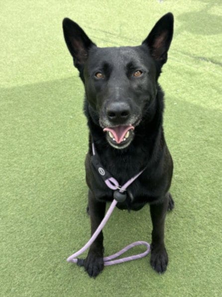 Photo of Waylon, adoptable Belgian Shepherd Malinois in Los Angeles, California