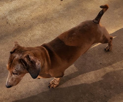 Photo of Spencer, adoptable Dachshund in Humble, Texas