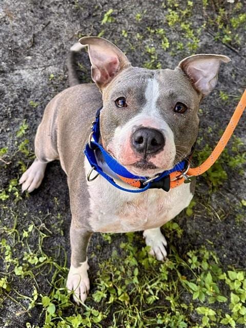Photo of Precious, adoptable American Staffordshire Terrier in Fort Lauderdale, Florida
