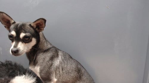 Photo of Celine, adoptable Terrier in Downey, California