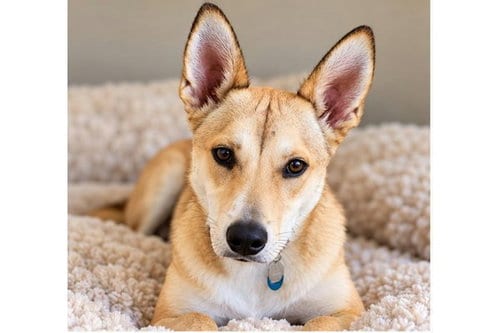 Photo of Big Mac, adoptable Shiba Inu in Romoland, California