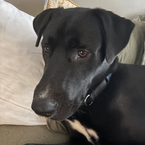 Photo of Nico, adoptable Great Dane in Bullard, Texas