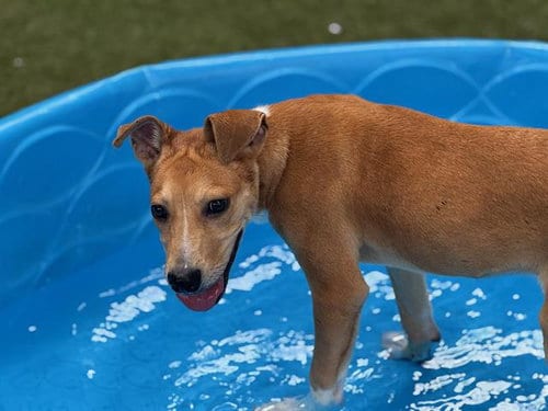 Photo of Spoolie, adoptable American Staffordshire Terrier in Waco, Texas