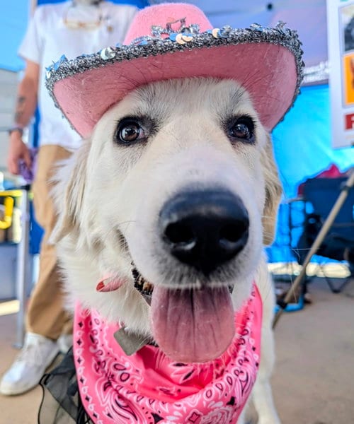 Photo of Pria, adoptable Great Pyrenees in Evergreen, Colorado