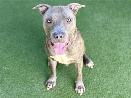 Photo of Nacho, adoptable Pit Bull Terrier in Los Angeles, California