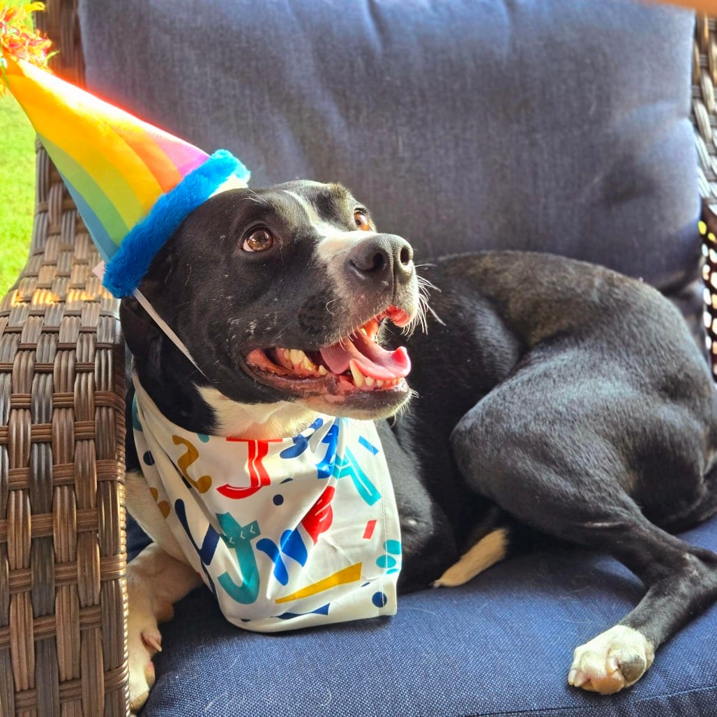 Photo of Grace, adoptable Terrier, American Staffordshire / Mix in San Antonio, Texas