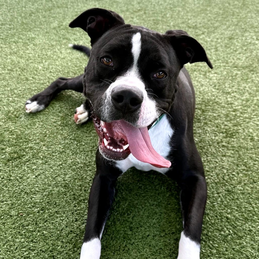 Photo of Elsie "Roxy", adoptable Bulldog, American / Mixed Breed (Large) in Greensboro, North Carolina