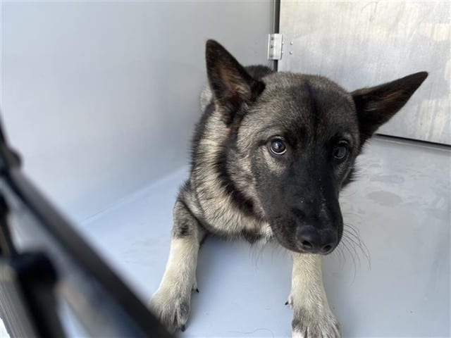 Photo of Senior German Shepherd Dog mix, adoptable German Shepherd Dog mix in Houston, Texas