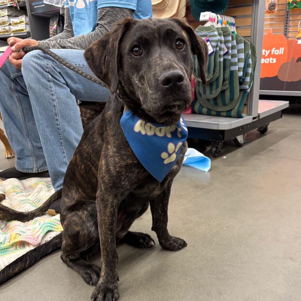 Photo of Ego, adoptable Hound, Plott / Mountain Cur in Buffalo, Minnesota