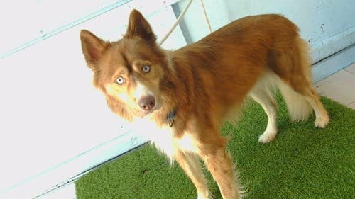 Photo of Rusty, adoptable Siberian Husky in Gardena, California