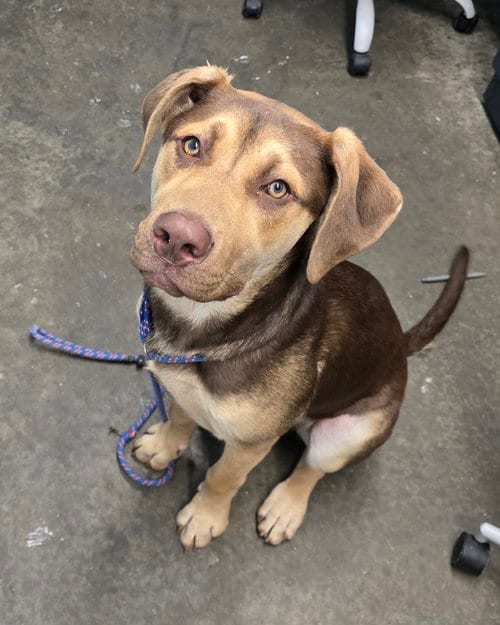 Photo of Mudslide, adoptable Hound in Evansville, Indiana