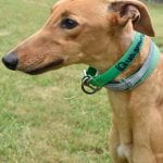 Photo of Lookwhos Famous, adoptable Greyhound in Grandville, Michigan