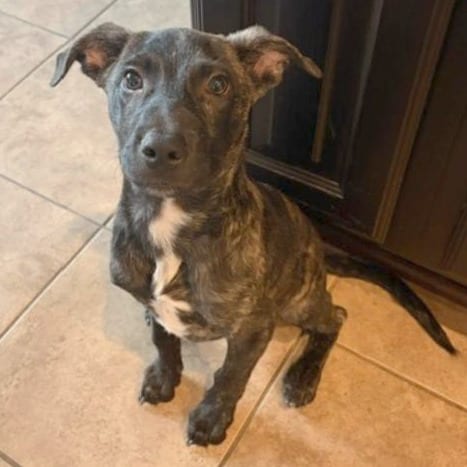 Photo of Puppy, adoptable Mixed Breed (Medium) / Terrier, American Staffordshire in San Antonio, Texas