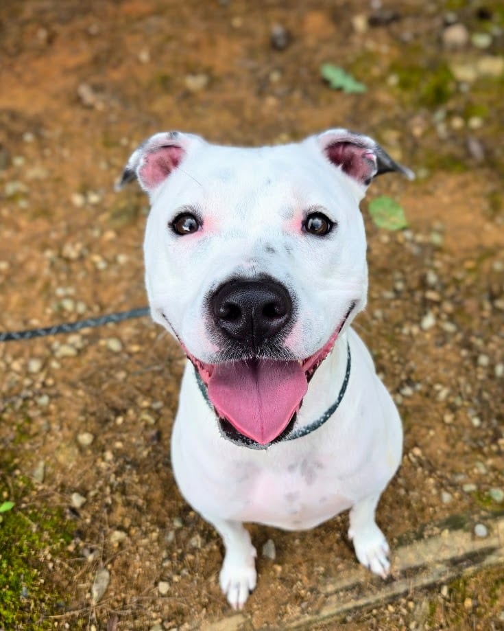 Photo of Friga, adoptable Mixed Breed in Douglasville, Georgia