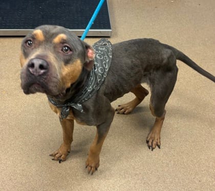Photo of Cactus, adoptable dog in Chamblee, Georgia