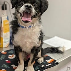 Photo of Mugsy, adoptable Pekingese Shih Tzu in Porterville, California