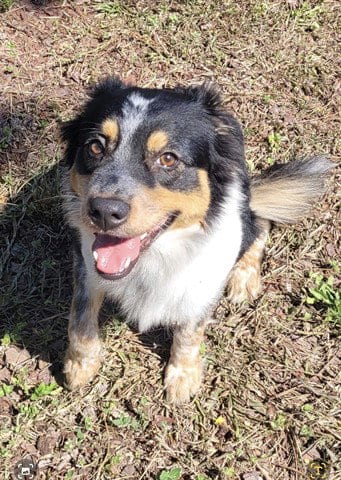 Photo of Elaina, adoptable Australian Shepherd in Panama City, Florida