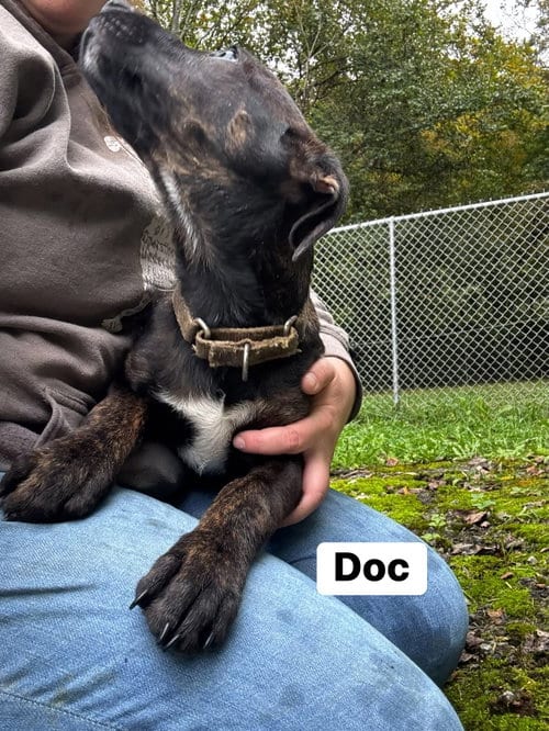 Photo of Doc(13wo, 17lbs), adoptable Hound in Hinton, West Virginia