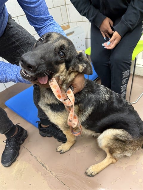 Photo of Shandy, adoptable German Shepherd Dog in Chicago, Illinois