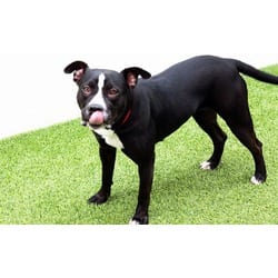 Photo of Poe, adoptable American Staffordshire Terrier in Ft Lauderdale, Florida