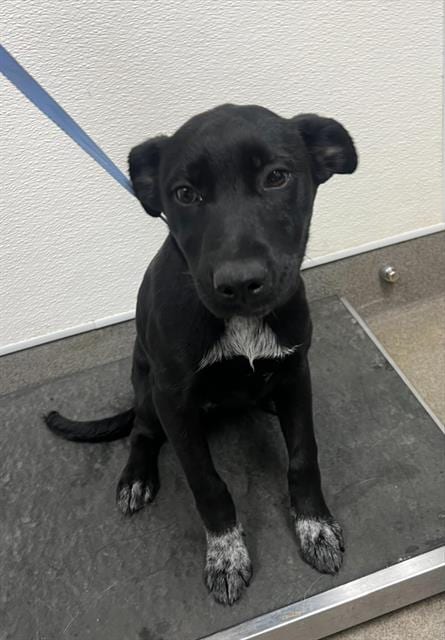 Photo of Love, adoptable Labrador Retriever in HESPERIA, California