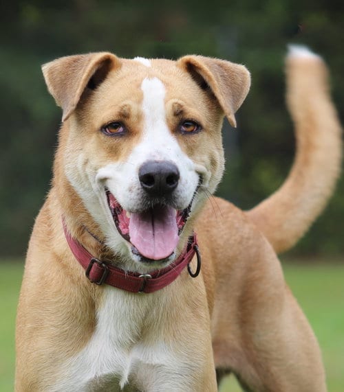 Photo of Booker, adoptable Hound in North Fort Myers, Florida