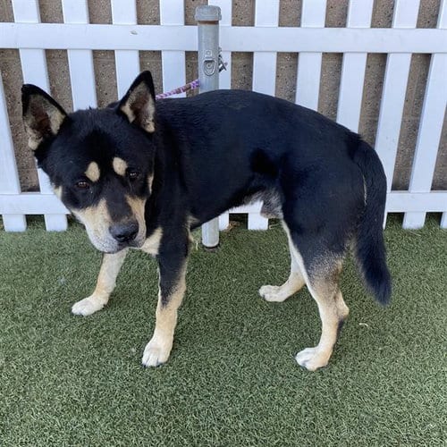 Photo of Sly, adoptable German Shepherd Dog in Modesto, California