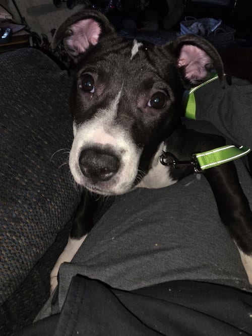Photo of Squeak, adoptable Pit Bull Terrier in Princeton, Minnesota