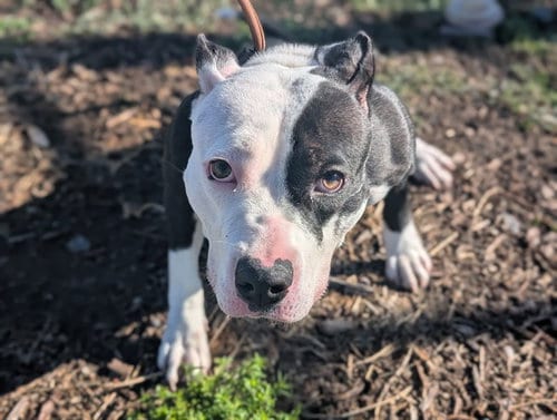 Photo of Shy, adoptable American Pit Bull Terrier in Denver, Colorado