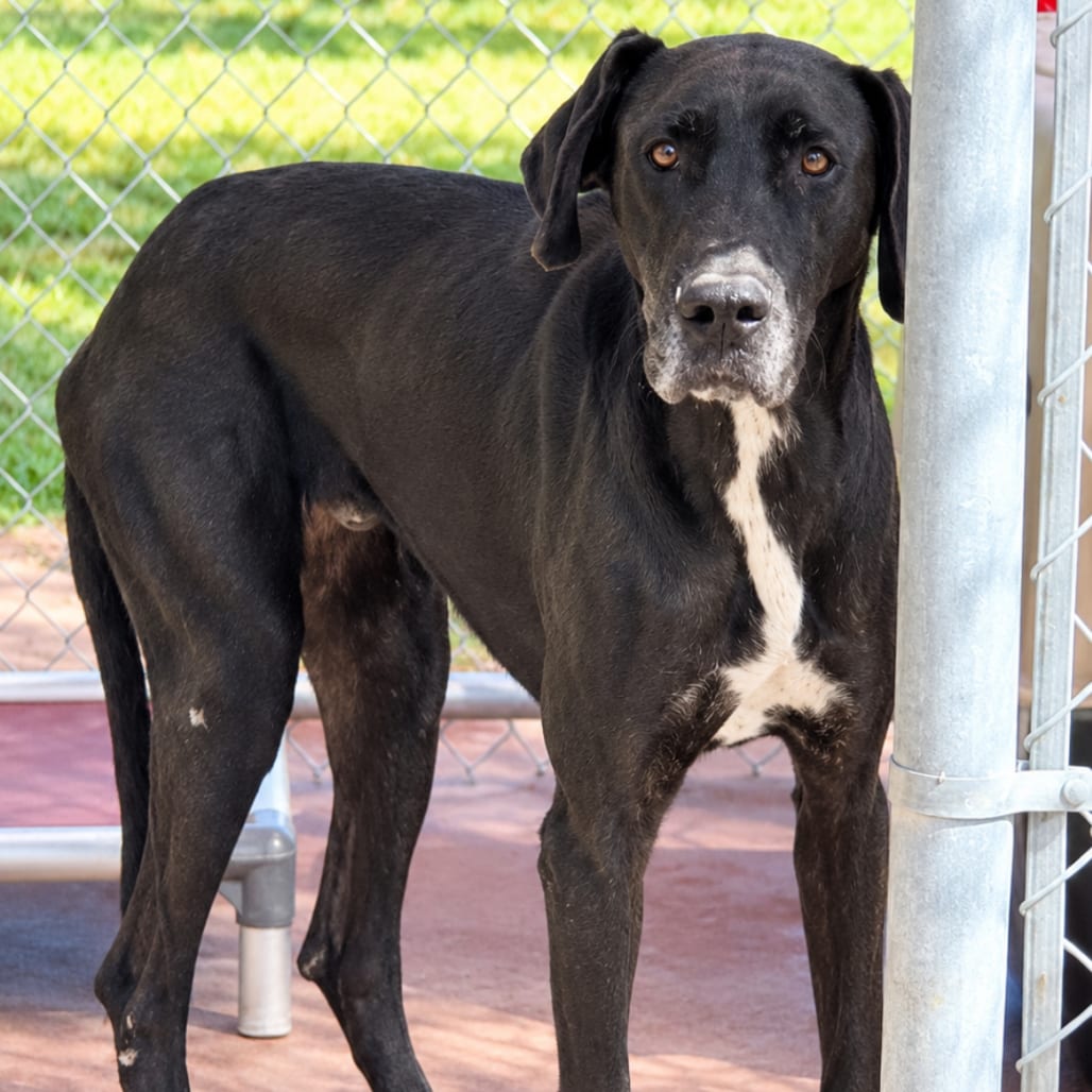 Photo of Nova, adoptable Great Dane in Brownsville, Texas