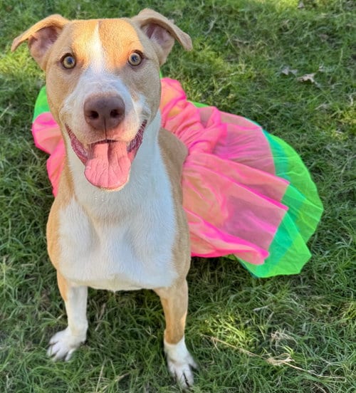 Photo of Autumn, adoptable Whippet in Great Bend, Kansas