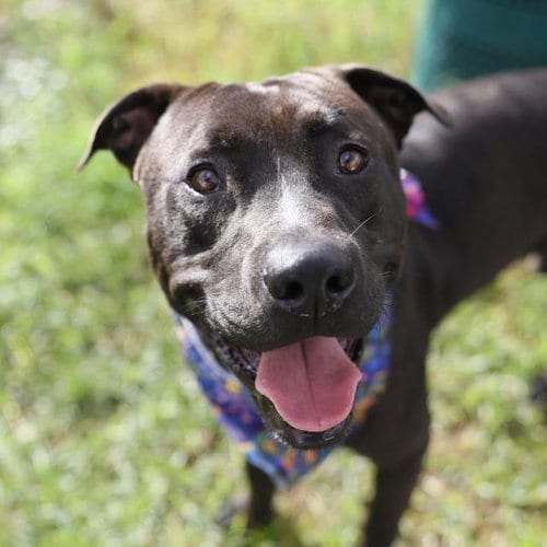 Photo of Milo, adoptable American Staffordshire Terrier in San Antonio, Texas