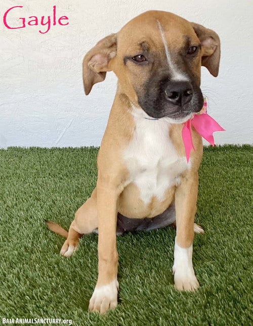 Photo of Gayle, adoptable Boxer in San Diego, California