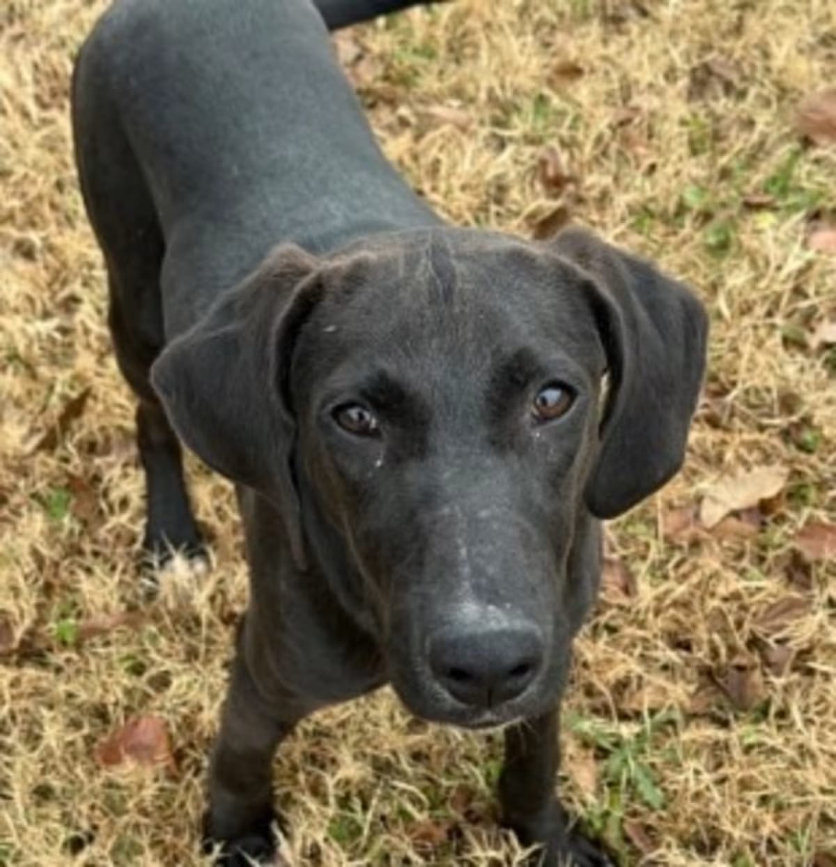 Photo of Stu, adoptable Mixed Breed (Medium) in New York City, New York
