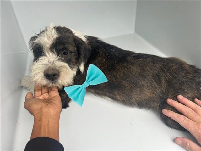 Photo of Senior Schnauzer - Miniature mix, adoptable Schnauzer - Miniature mix in Houston, Texas