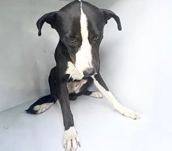 Photo of Senior Border Collie and Greyhound, adoptable Border Collie and Greyhound in Houston, Texas