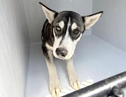 Photo of A662256, adoptable Husky in Houston, Texas