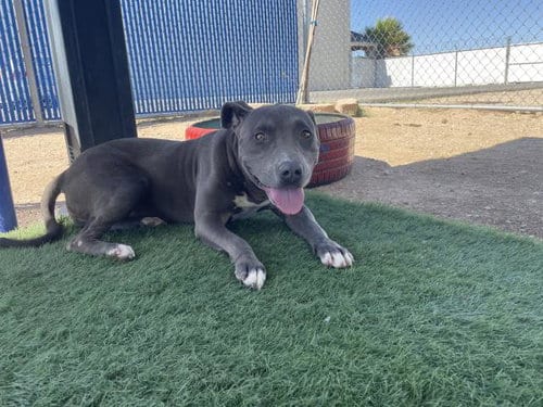 Photo of Cannoli, adoptable Pit Bull Terrier in HESPERIA, California