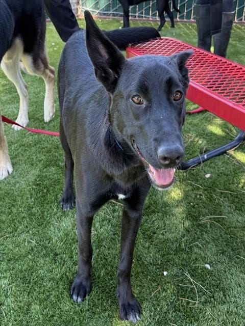 Photo of Onyx, adoptable German Shepherd Dog in San Bernardino, California