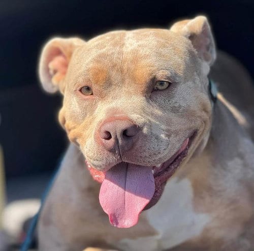 Photo of Guala Guala, adoptable Pit Bull Terrier in Martinez, California