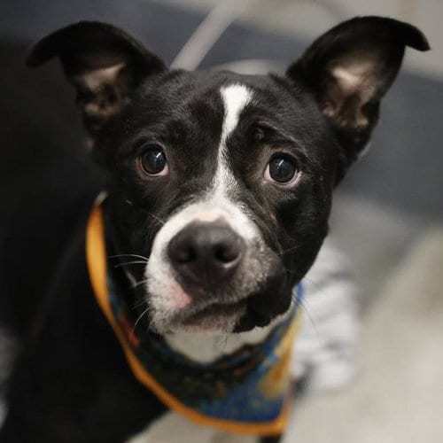 Photo of Julie, adoptable American Staffordshire Terrier in San Antonio, Texas