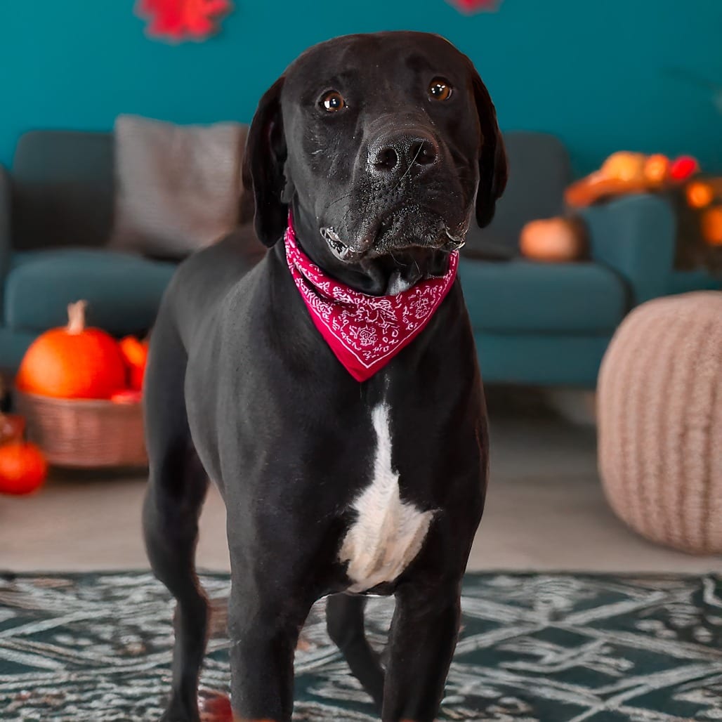 Photo of Jake, adoptable Retriever, Labrador / Mix in Weatherford, Texas