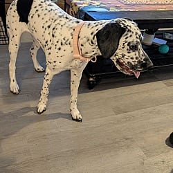 Photo of Lillie, adoptable Dalmatian Cocker Spaniel in Jesup, Georgia