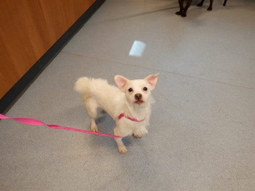 Photo of Iroh, adoptable Chihuahua in San Jose, California