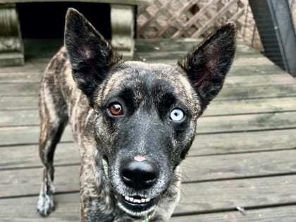 Photo of Esmeralda, adoptable dog in Georgetown, Texas