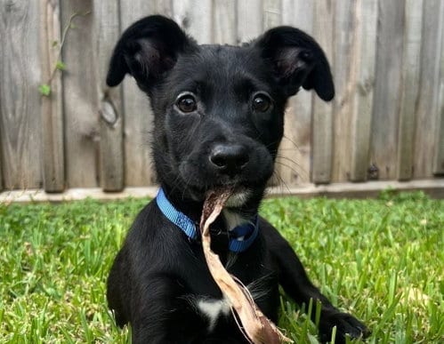 Photo of Bjorn, adoptable Labrador Retriever in Evergreen, Colorado