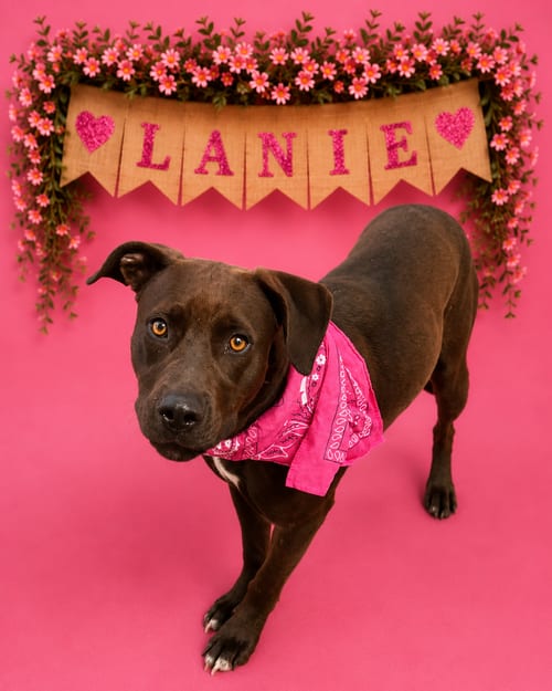 Photo of Lanie, adoptable Labrador Retriever in Shillington, Pennsylvania