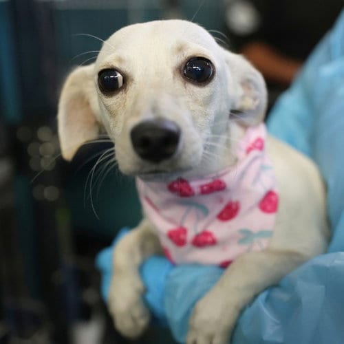 Photo of Celine, adoptable Chihuahua in San Antonio, Texas